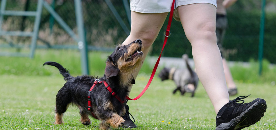 Addestramento cani a Milano